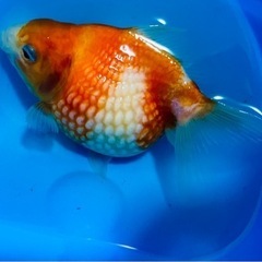 ピンポンパールの稚魚