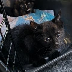 生後1ヶ月♡小さくて可愛い黒猫♡デレ猫確定！