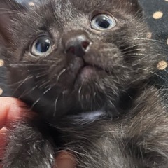【決まりました】生後1か月の仔猫　黒猫の里親募集　