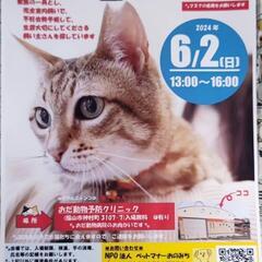 6月2日福山で保護猫の譲渡会