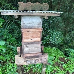 日本ミツバチ重箱群入り、横箱群れ入り
