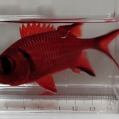 【海水魚】アカマツカサ 約8cm【ハンドコート】