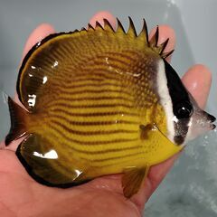 【海水魚】チョウチョウウオ 10cm程度【ハンドコート】