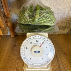 新鮮野菜1  　スナップエンドウ豆 