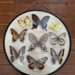 蝶　標本　飾り
