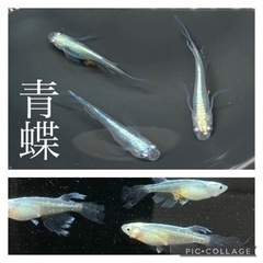 【nego_mdk】各種メダカ針子抜け〜稚魚5/29