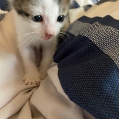 生後1カ月の猫ちゃんです♪目が開いたばかりです
