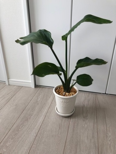 観葉植物⭐️売却先決定済み⭐️