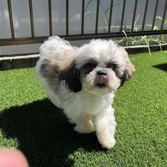 シーズー　とてもおだやかな子犬　３カ月