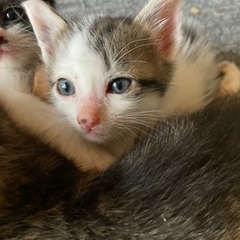 生後1ヶ月♪白黒ねこ♡目が開いたばっかりの子猫ちゃんです。