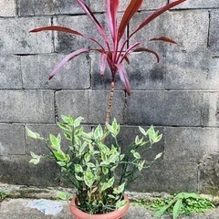 ★植物 2種類★  