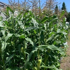 世界一甘いトウモロコシと獲れたて野菜のセット