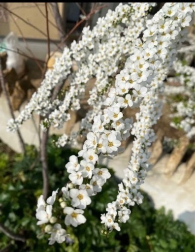 ユキヤナギ　大苗