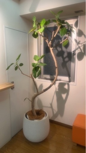 観葉植物　大型　鉢カバー　生活雑貨 家庭用品 ガーデニング