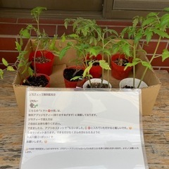 【無料】無農薬トマトの苗1人一つ16時30現在で残り2つご自由に...