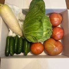 今日収穫した野菜たち