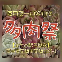 タニラー集合(^^)/まちの駅笠間店「多肉祭」