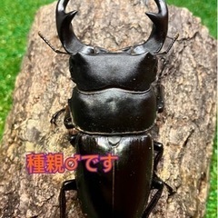 （幼虫10頭）タイワンオオクワガタF1