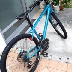 ジャイアントグラビエ ブルー💙