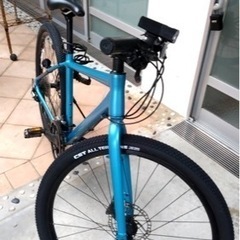 ジャイアントグラビエ ブルー💙