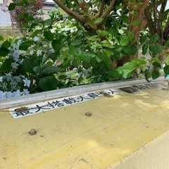 売り手が入院しまして、入院あけの対応だと思います。申し訳ありません。ボート　エンジンなし