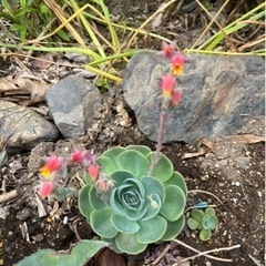 地植えにおすすめ、大株多肉植物