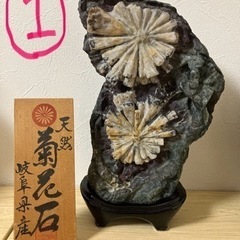 菊花石の中古が安い！激安で譲ります・無料であげます｜ジモティー 