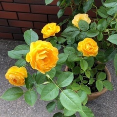バラ苗🌹黄色　鉢付き