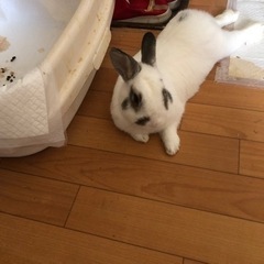 ウサギ　オス　2歳　無料 − 兵庫県