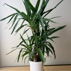 ユッカ　幸福の木　観葉植物