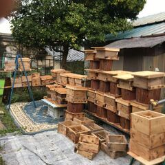 日本ミツバチ　自然入居群　滋賀県大津市より　手渡し限定