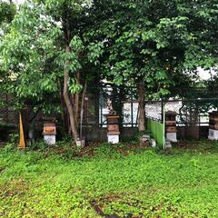 日本ミツバチ　自然入居群　滋賀県大津市より　手渡し限定