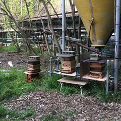 日本ミツバチ　自然入居群　滋賀県大津市より　手渡し限定