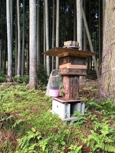 日本ミツバチ 自然入居群 滋賀県大津市より 手渡し限定