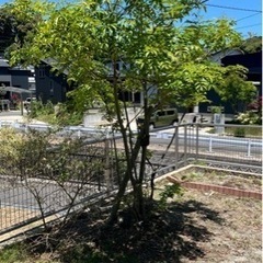 シマトネリコ　植木　庭木　シンボルツリー