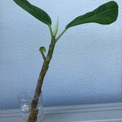 アルテシマ　観葉植物