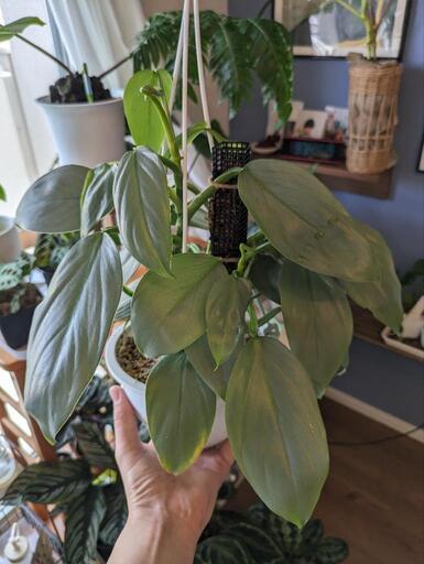 観葉植物 シルバーメタルとマドカズラ