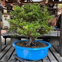 皐月盆栽 貴公子