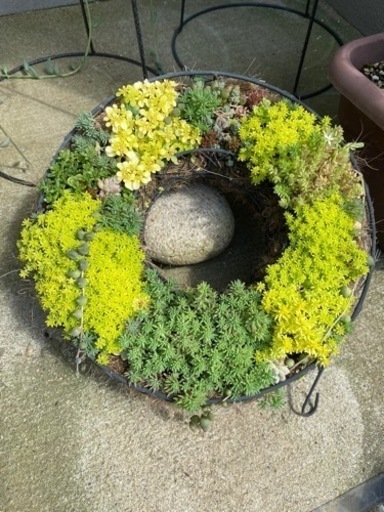セダム寄せ植え