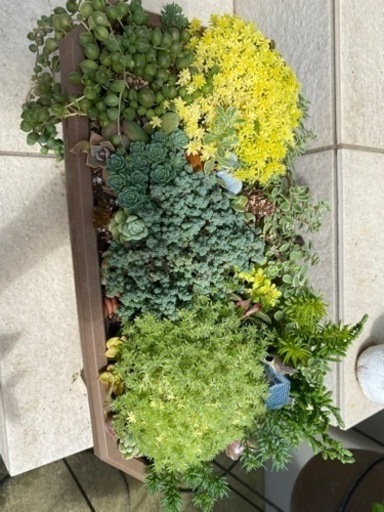 多肉植物、セダム寄せ植え