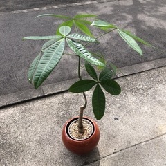 パキラ　観葉植物　鉢セット