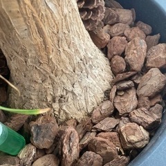 ポニーテールの木