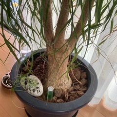 ポニーテールの木