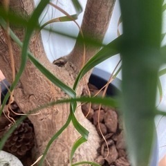 ポニーテールの木