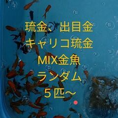 Mix金魚５匹〜