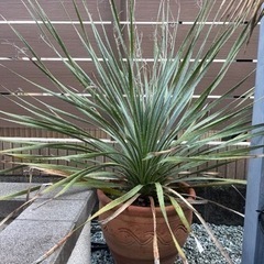 ボリューム満点株 ウィーレリ 