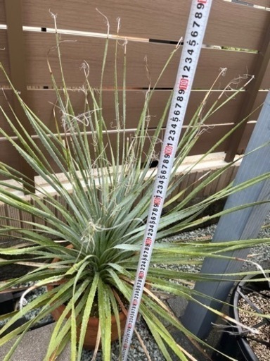 ボリューム満点株 ウィーレリ - ガーデニング 