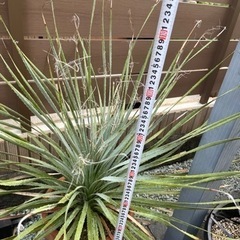 ボリューム満点株 ウィーレリ 