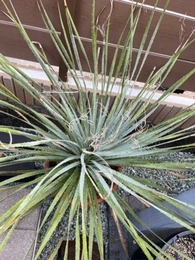 ボリューム満点株 ウィーレリ - ガーデニング 