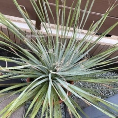 ボリューム満点株 ウィーレリ 